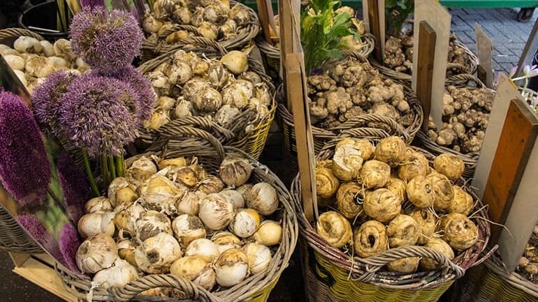 The Tulip mania of 1673