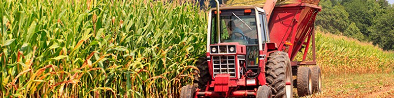 trade corn CFDs at AvaTrade
