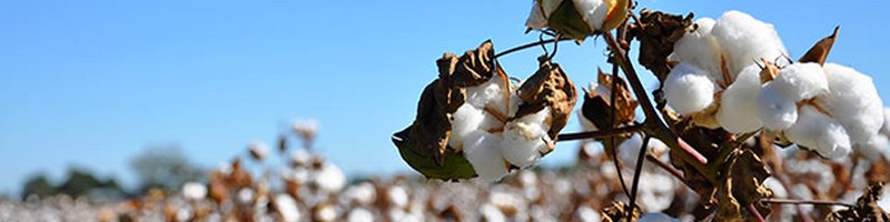Cotton CFDs Trading at Avatrade
