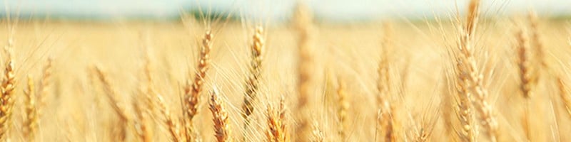 Wheat CFD Trading
