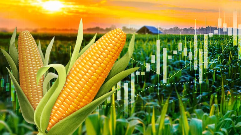 AvaTrade Investors can take Corn by the ears!
